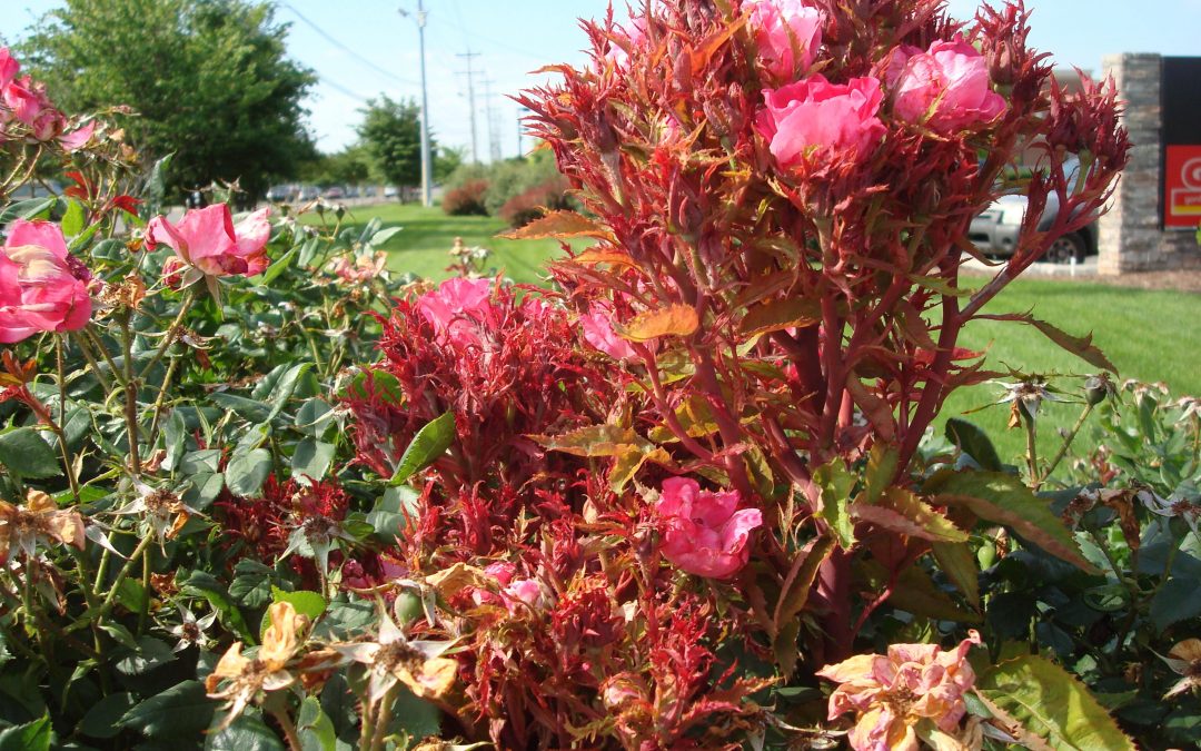 Rose Rosette Disease Workshop