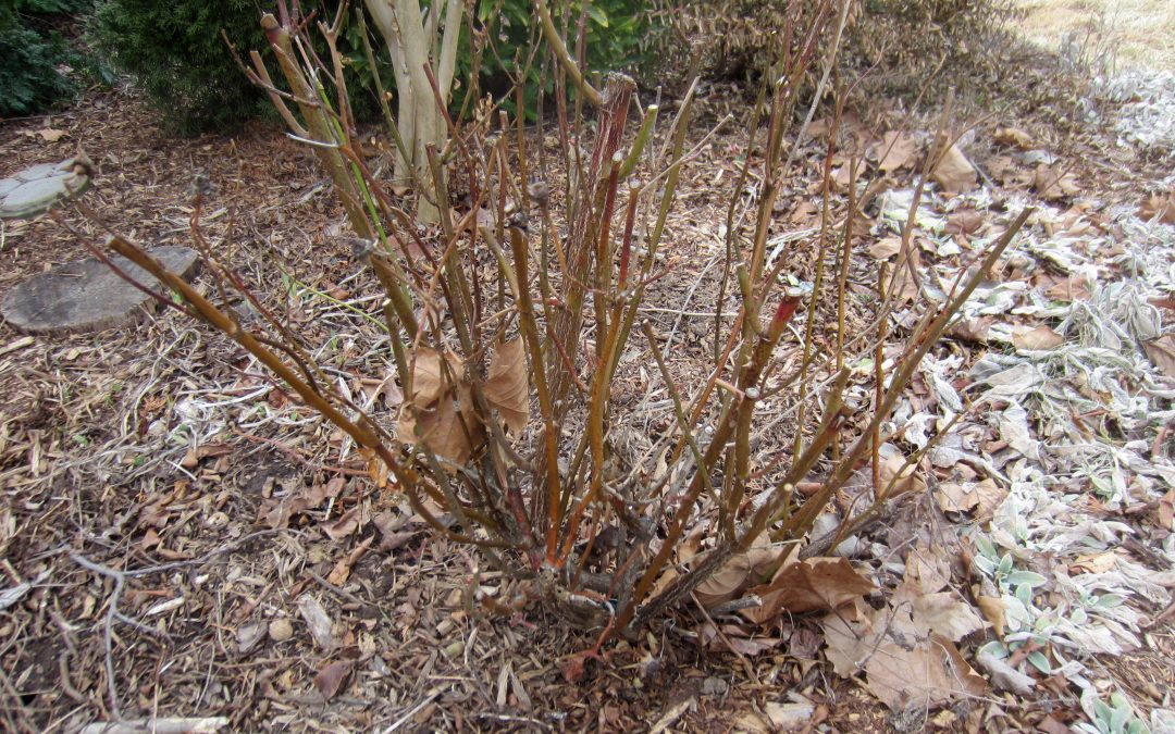 January Rose Care by Judy Carter, Editor Tulsa Rose Society