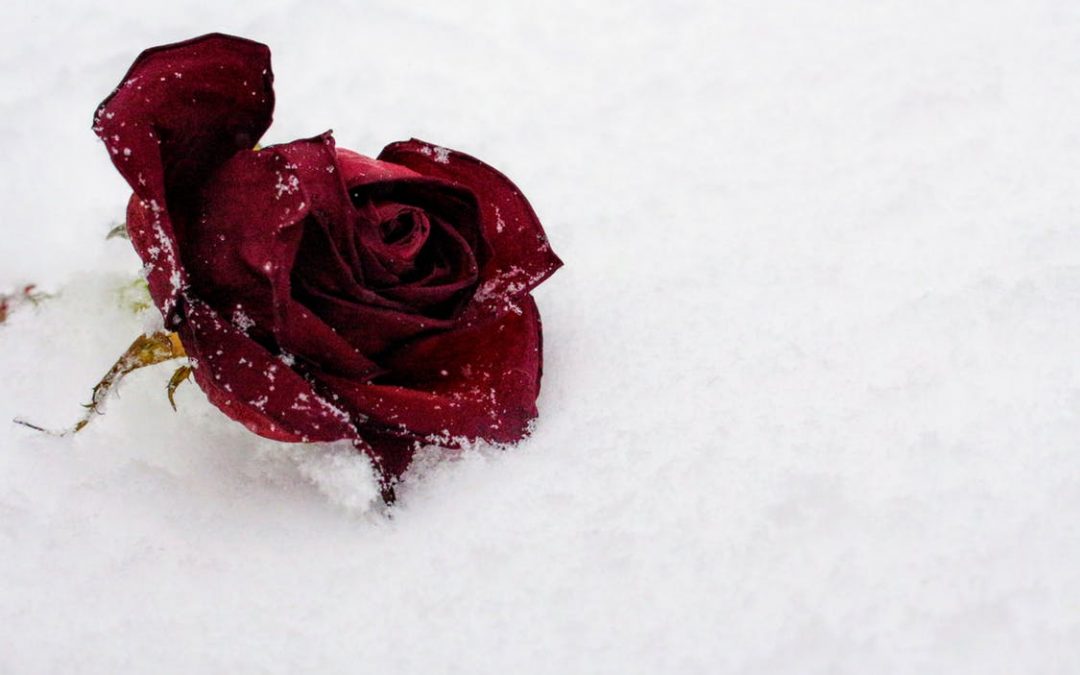 Winter Rose Care by Judy Carter, Editor, Tulsa Rose Society