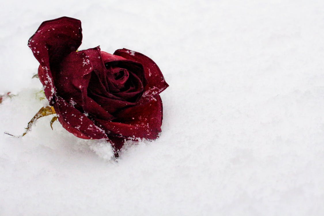 Winter Rose Care by Judy Carter, Editor, Tulsa Rose Society