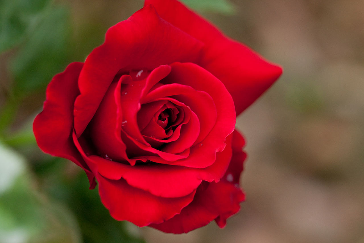 More on March Rose Care by Judy Carter, Tulsa Rose Society