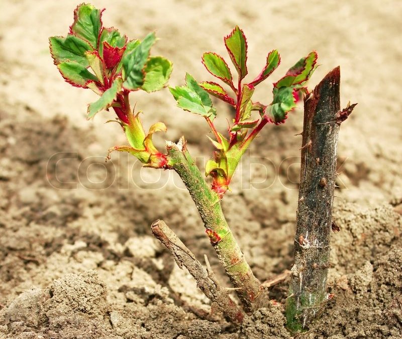 What to do in March (Rose Care) by Judy Carter, Tulsa Rose Society