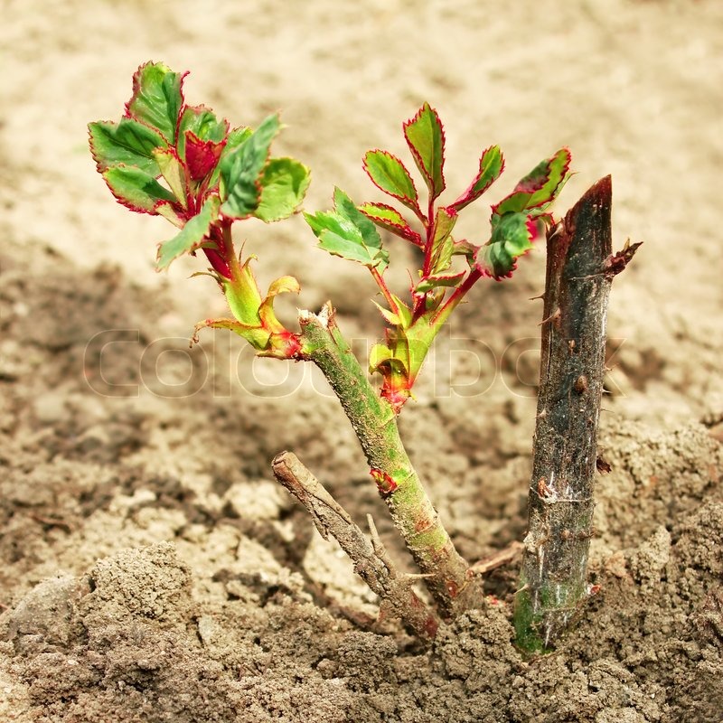 What to do in March (Rose Care) by Judy Carter, Tulsa Rose Society