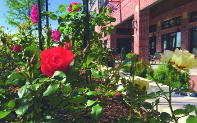 Creating The Rose District…Click here for full article