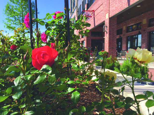 Creating The Rose District…Click here for full article