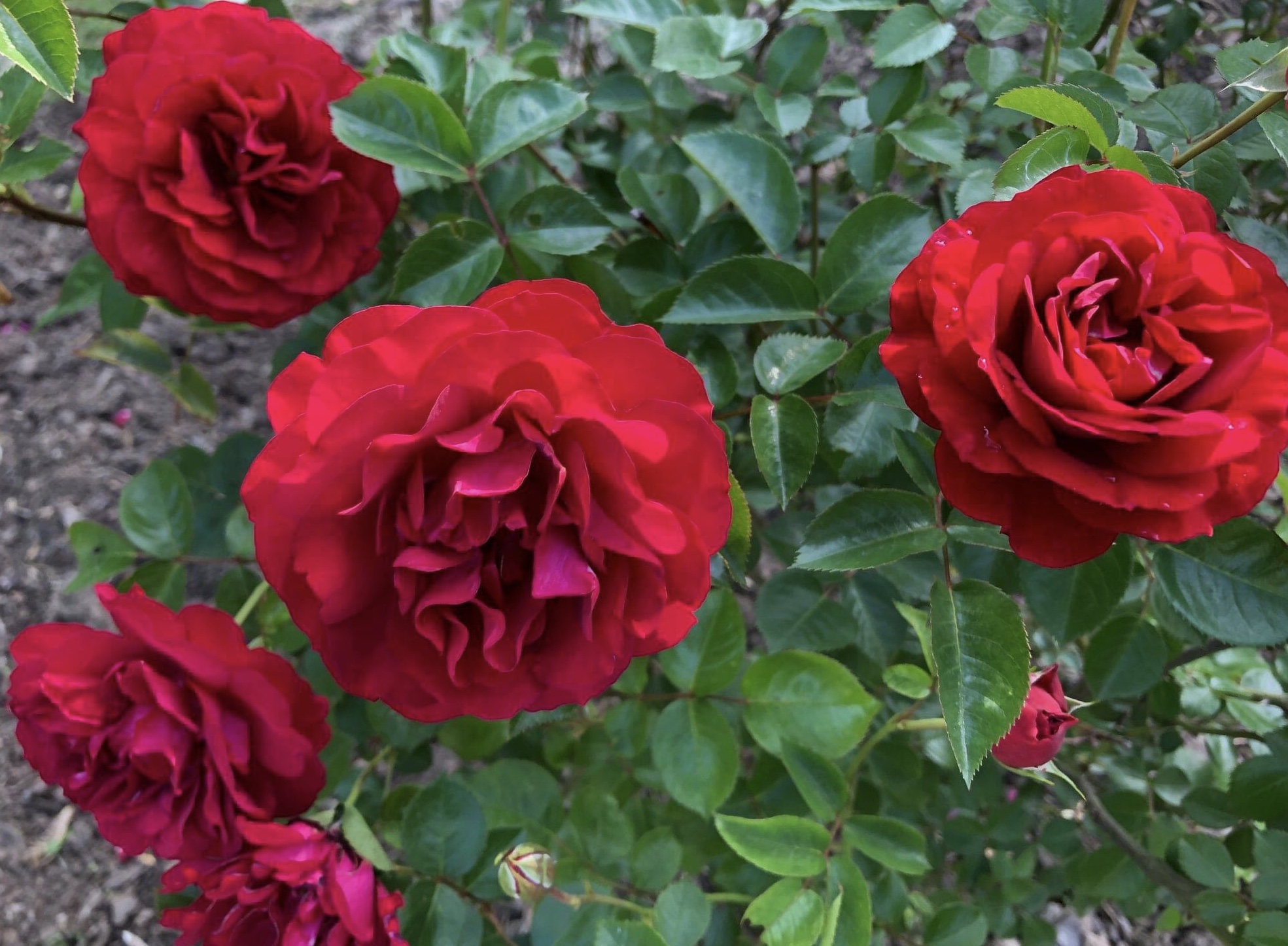 September Rose Care
