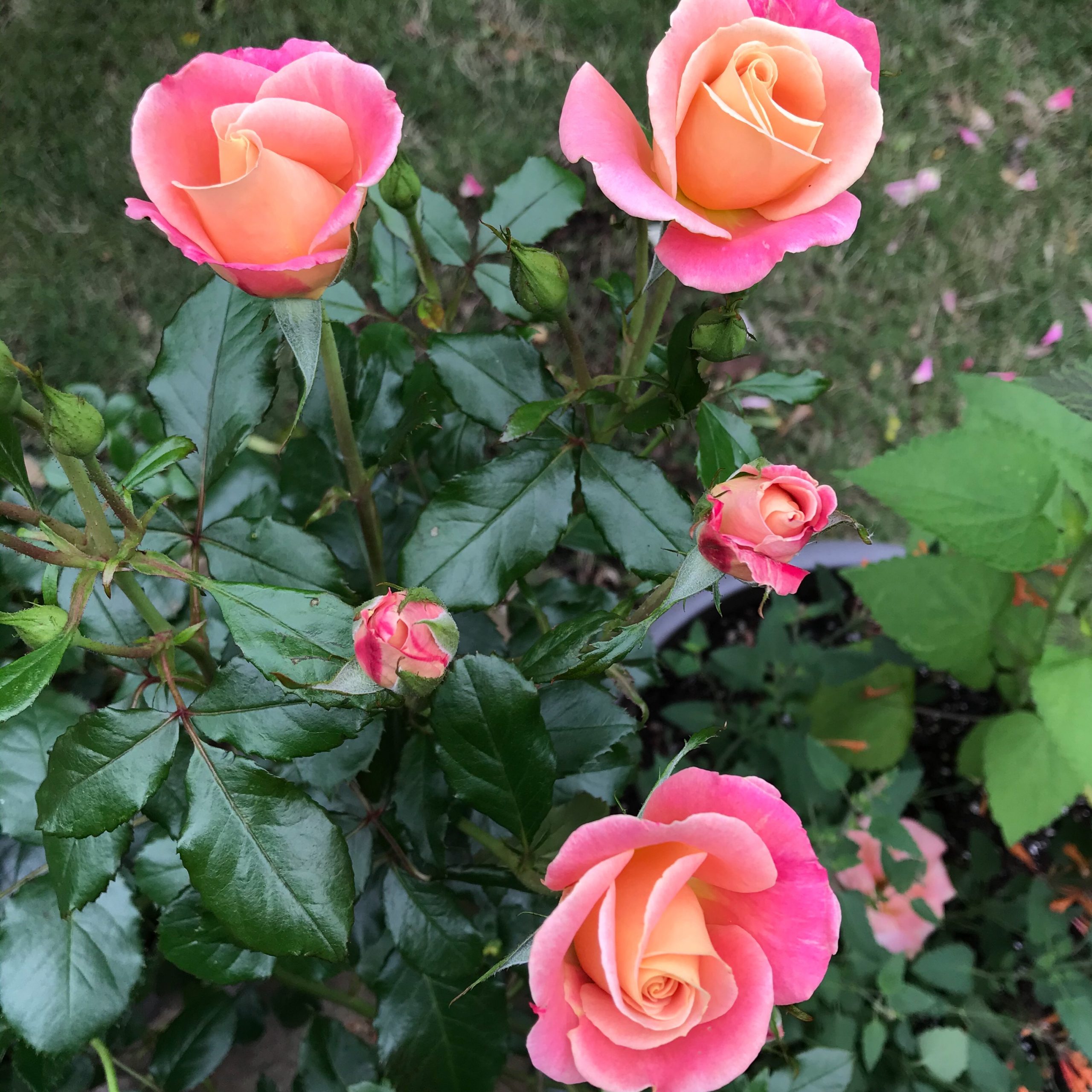Winter Rose Care