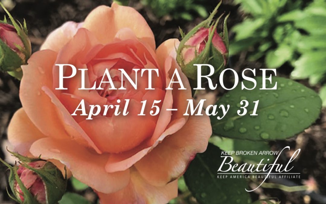 Plant a Rose Event