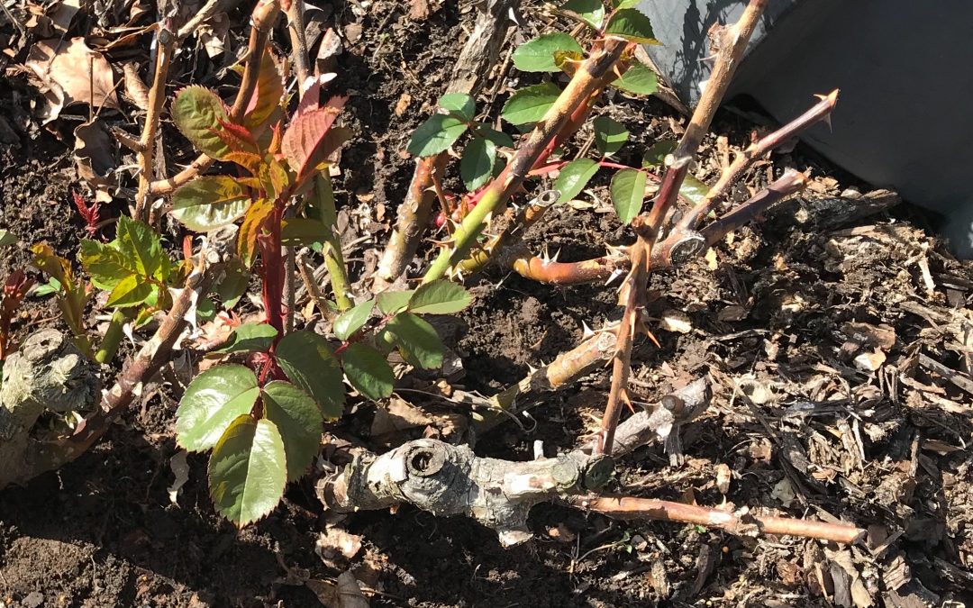 Pruning After a Hard Freeze, Adding Nutrients