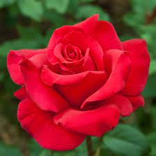 BD66368B-1C71-42EE-9ADF-56A281711D9F