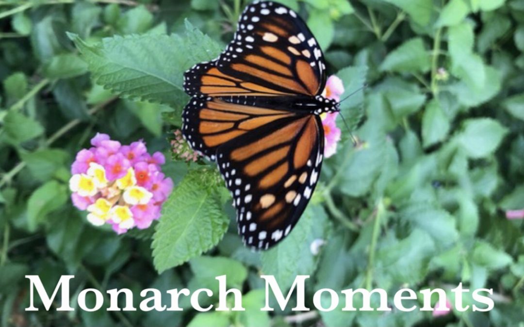 Monarch Moments