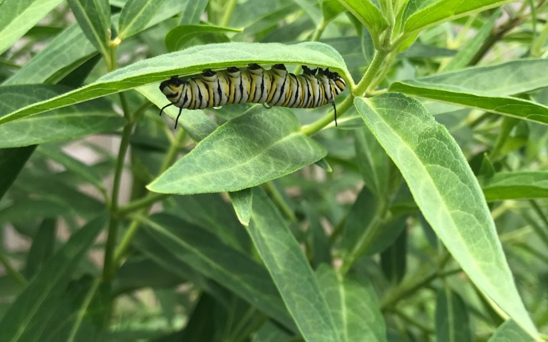Monarch Caterpillars Are Here!