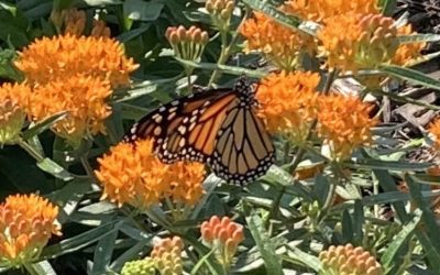 Monarchs At Last!