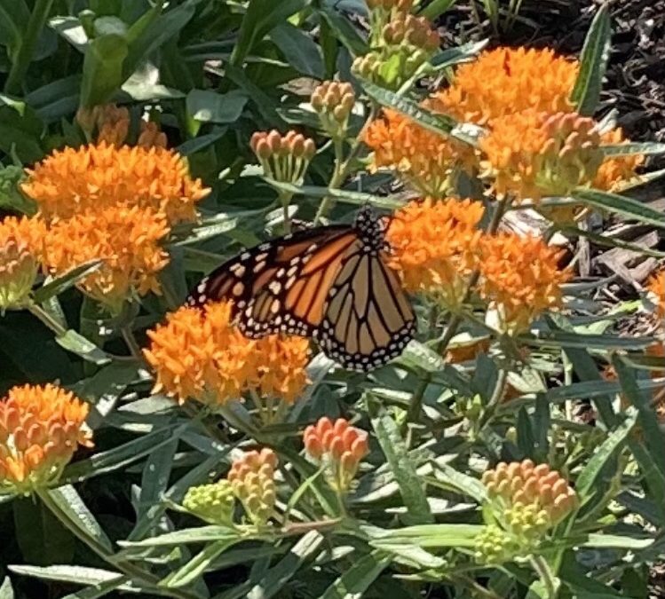 Monarchs At Last!