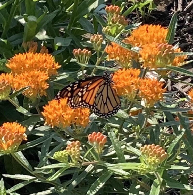 Monarchs At Last!