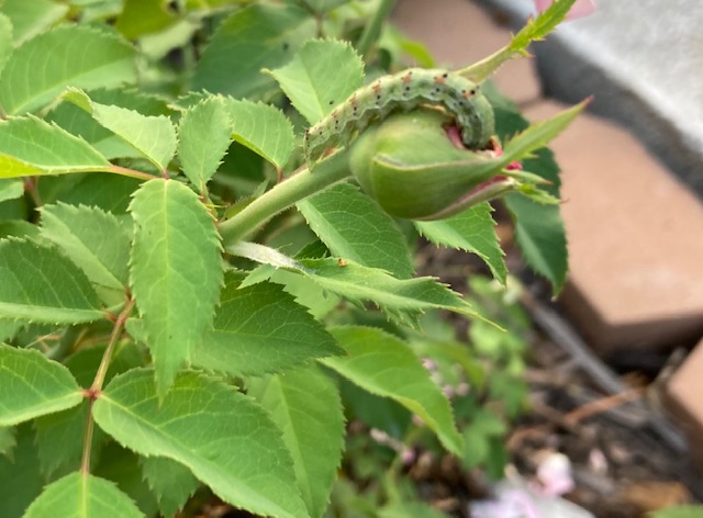Bud Worm