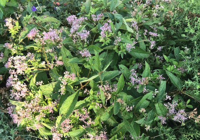 Joe Pye Weed