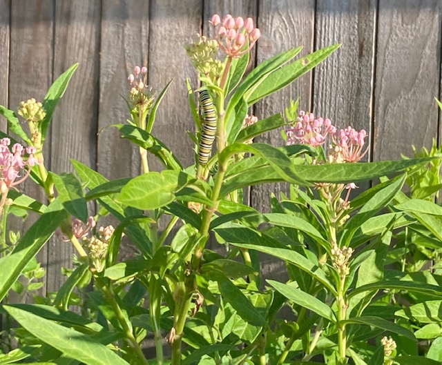 Monarch Caterpillar on Milweed - Center