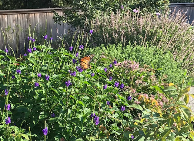 Monarch on Blue Porter Weed