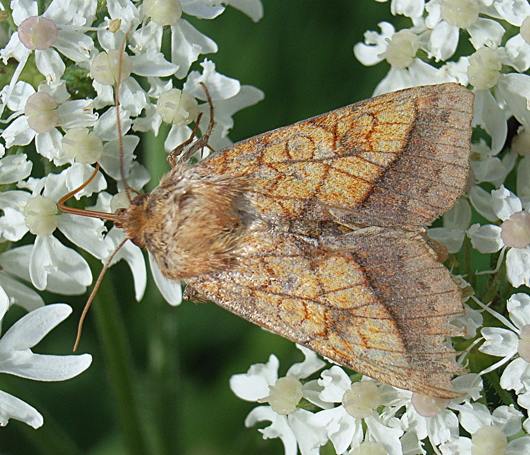Moth