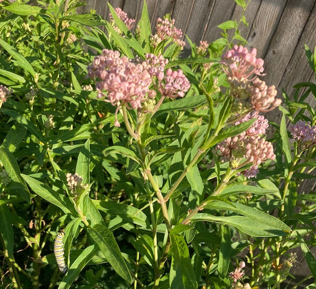 Pink Swamp Milkseed
