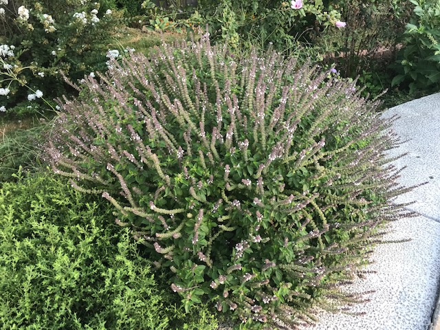 Purple Basil