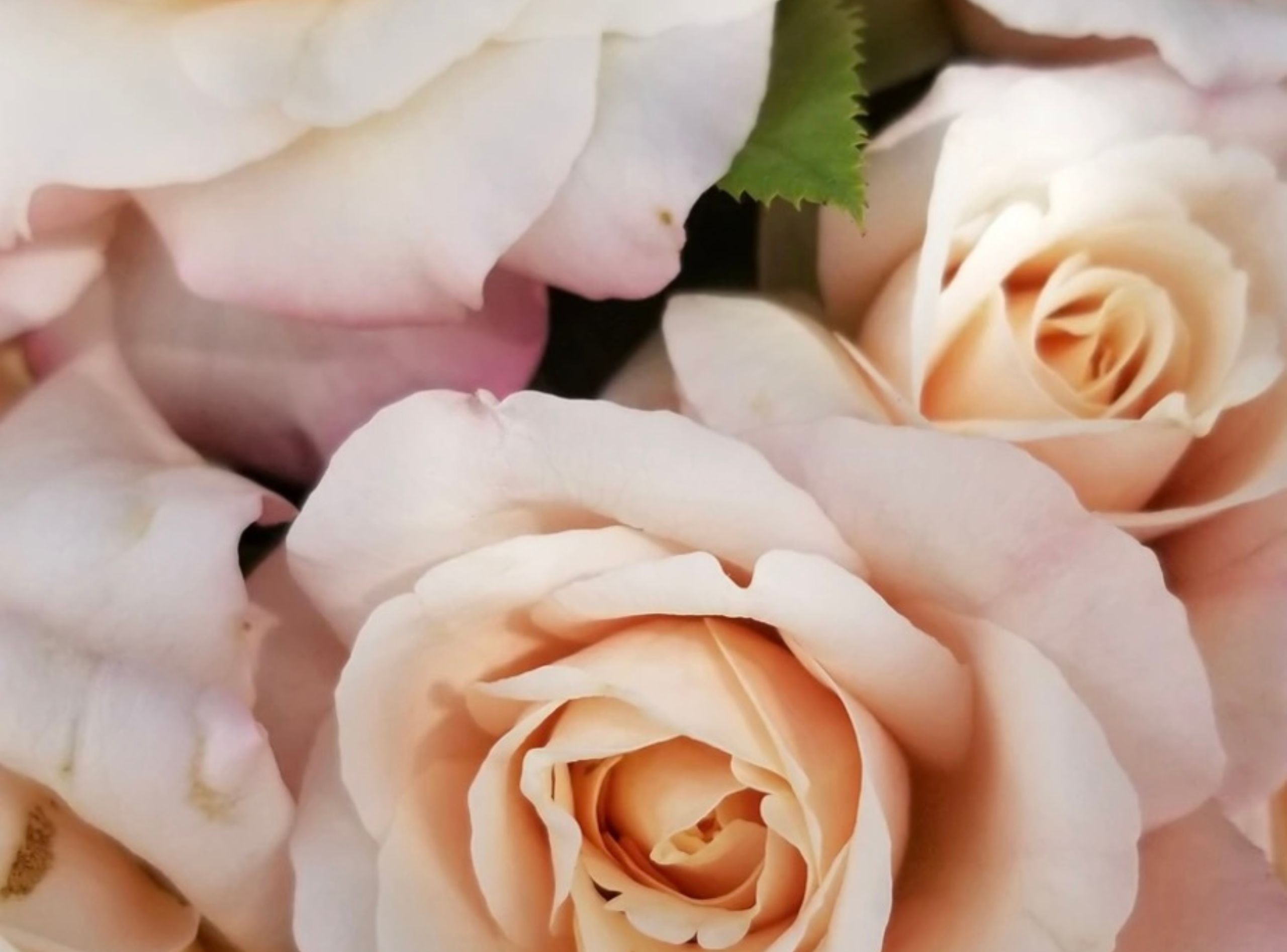 Belinda's Blush Belinda's Blush