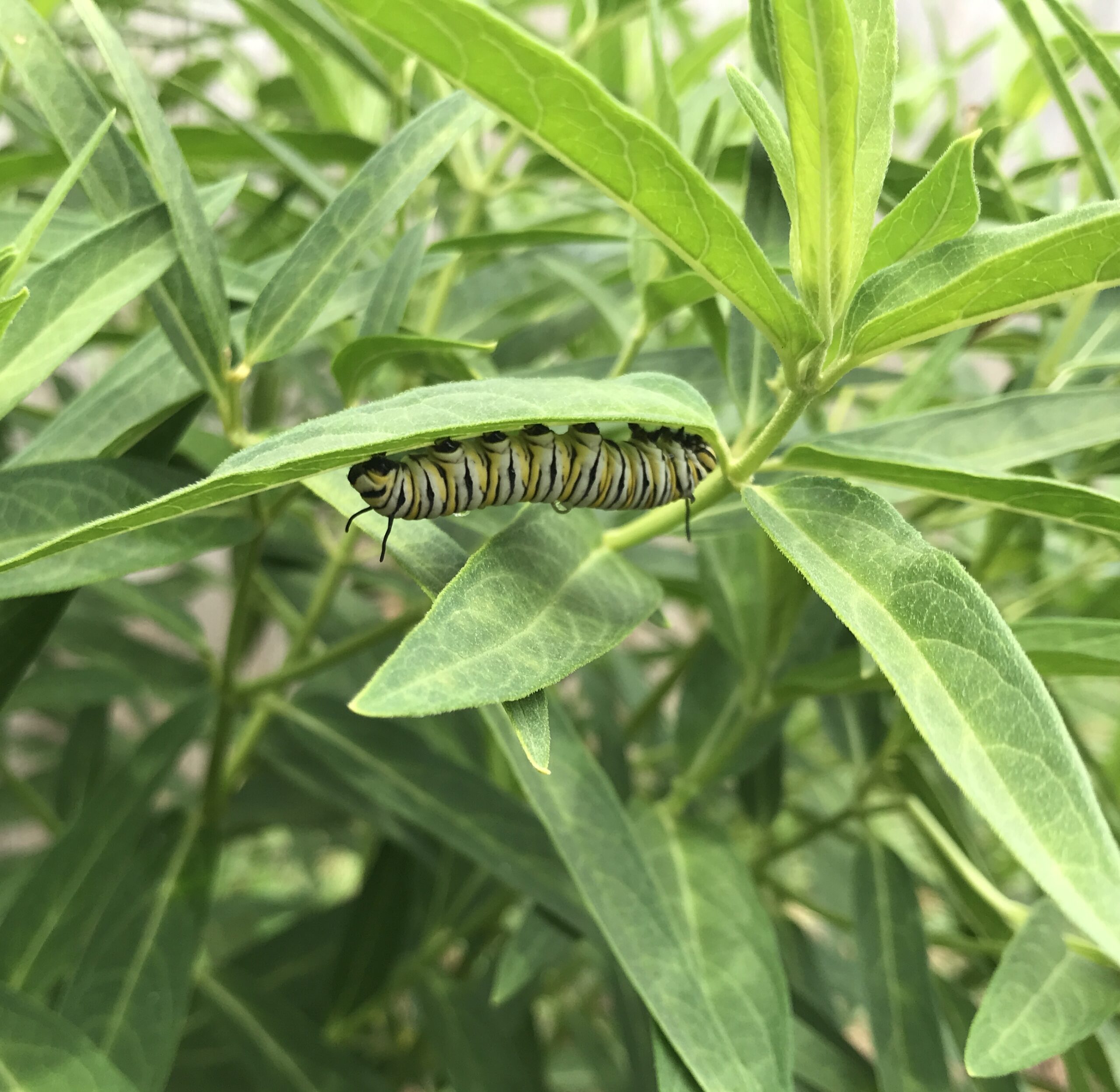 Caterpillar