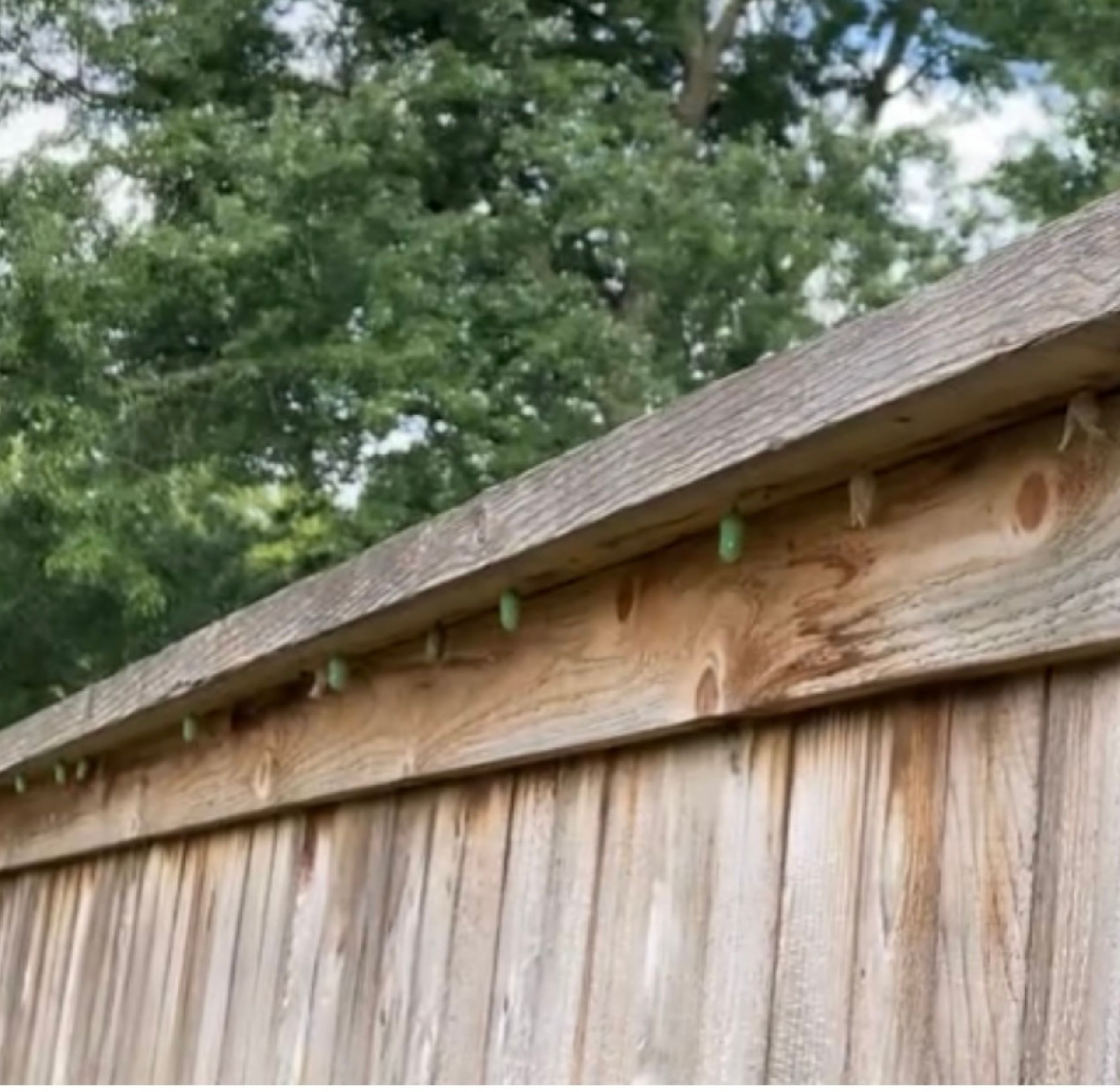 Chrysalis Lining Fence