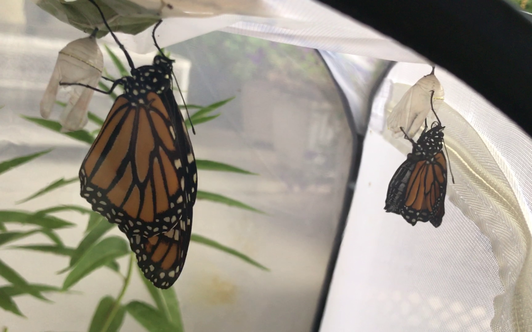 New Monarch Butterflies