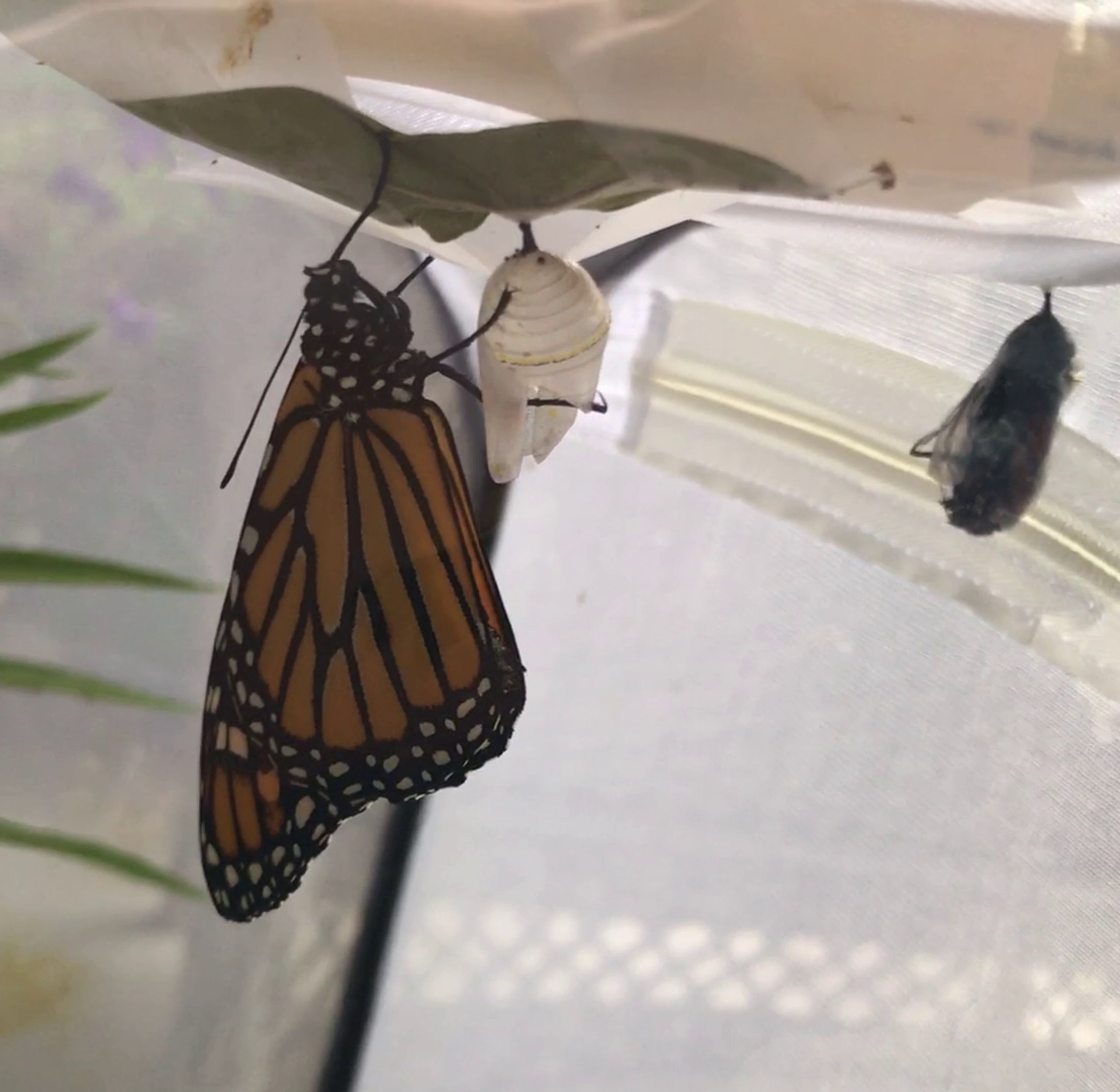 Monarch and Chrysalis