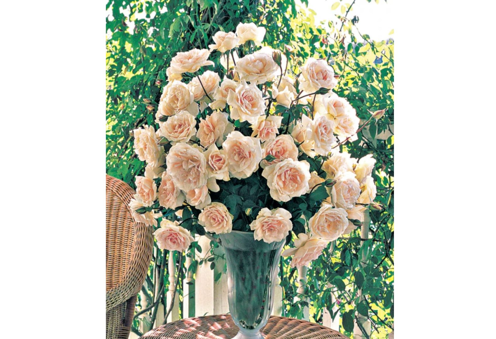 Peurto Rico Vase Peurto Rico Vase