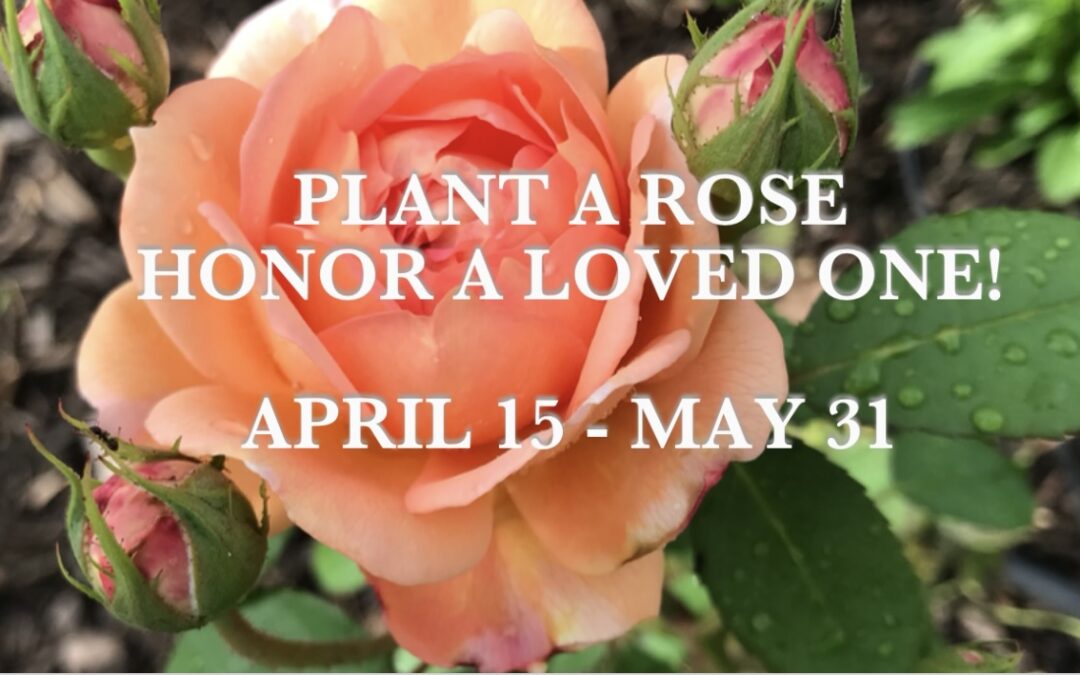 Plant A Rose 2025